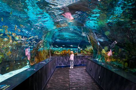 ripley's aquarium in gatlinburg tennessee